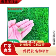 草坪种子草籽四季常青免修剪狗牙根果岭草护坡草皮耐寒绿化草种孑