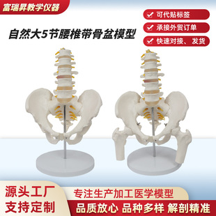 ��Ȼ��5����׵������ģ�����w�����̌W��ʾ������Ǽ�׵��׵ģ��
