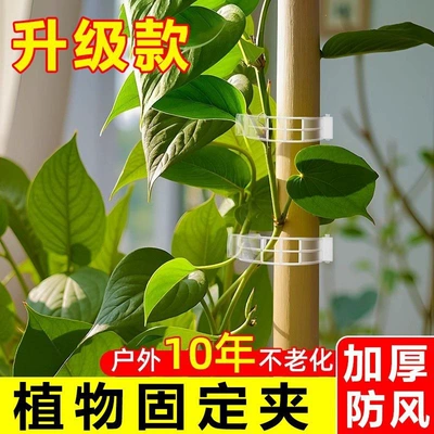 Multimediya və saxlama aksesuarları: plant fixing clips, vine fasteners