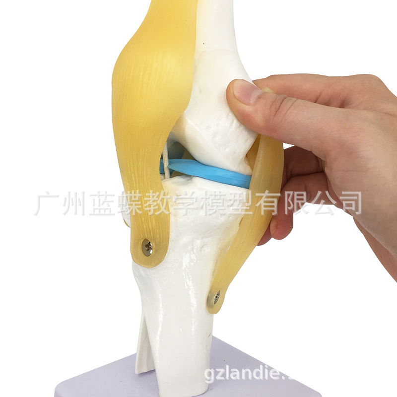 ����ϥ�ؽڹ���ģ����������ؽ�ģ��ϥ�ؽ�ģ��ϥ�ǹ��ƹ�ģ��