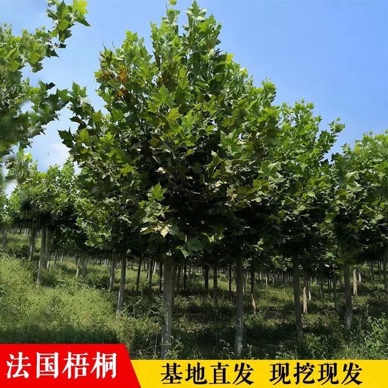 法国梧桐树树苗大树庭院风景树行道南方种植青桐法桐园林绿化苗木
