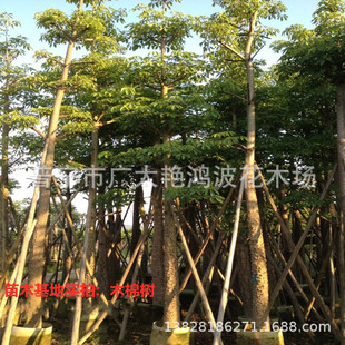 �V�|ľ�ޘ�G��������ľľ�޼�ֲ����ȫ�ڴ�ľ��ȫ��Ī�B�t����