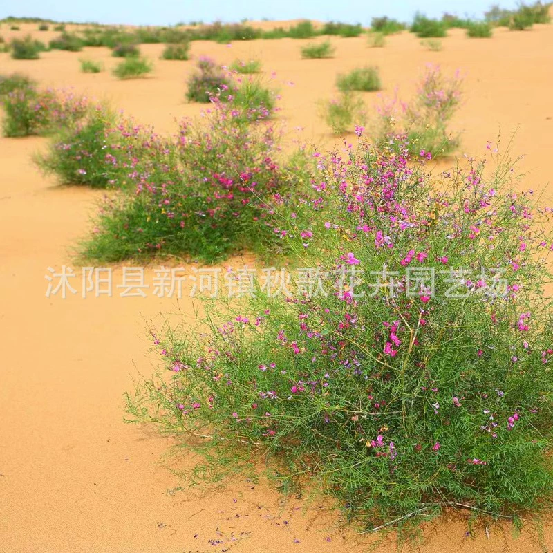 Кормовые семена Цветочная палочка Семена кустарника Веточка Скала астрагал Корм для крупного рогатого скота и овец фиксирующие песок кустарники декоративные виды