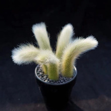 ��β�� ��β�� ����ֲ�� �҃����Ի� �̨�ܻ��Gֲ ֲ���Ϙ�