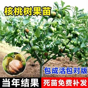 ���Ҙ�����ش�ͥԺ����޽ӱ�����Ƥ��������ϱ����Nֲ����Y��