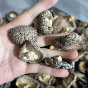 �������� ���㹽��؛500g ������؛�������X��Ģ������ �������l