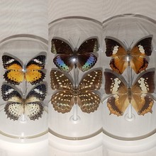 WBZ7真蝴蝶标本昆虫标本装饰画摆件玻璃罩礼物手工艺品翠蓝眼蛱蝶