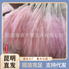 网红粉黛草乱子草100支云南永生花干花批发烟花花束婚庆造景装饰