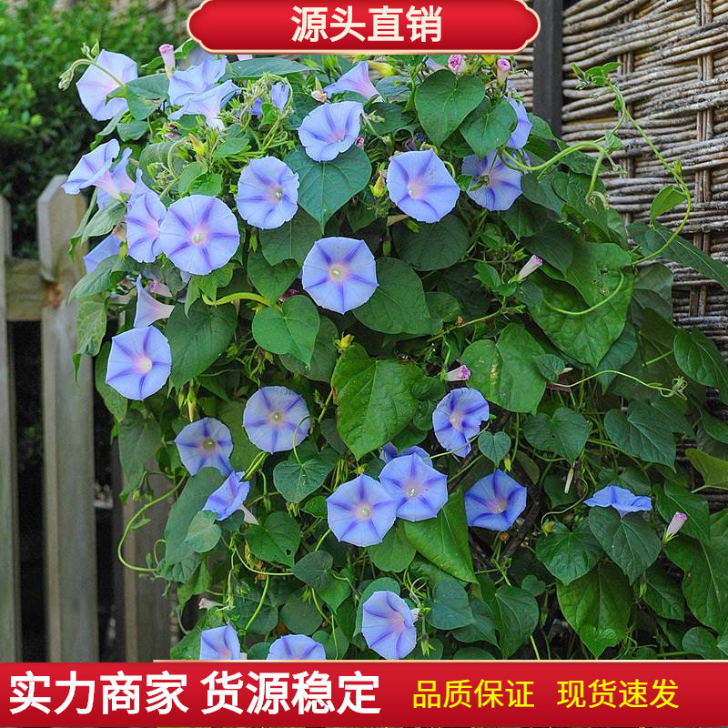 British Tm* Morning Glory* Imported Flower Seeds for All Year Round, Easy-To-Live Climbing Vines and Hanging Florals