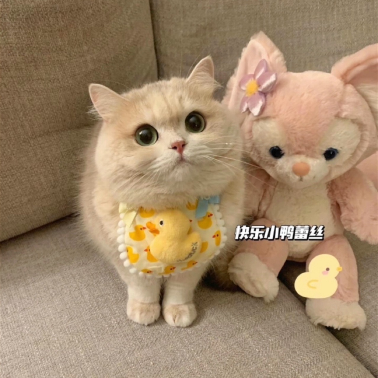 애완 동물 타액 수건 고양이 턱받이 개 레이스 스카프 수제 장식 패브릭 칼라 귀여운 사진 인형