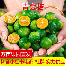 海南小青桔小金桔子新鲜水果应当季时令小青柠奶檬茶店一件代发