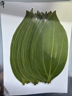 Safe Leaf Carving, Leaf Drying Treatment, Special Leaf Specimen Machine for Leaf Carving, Uv Laser Leaf Carving