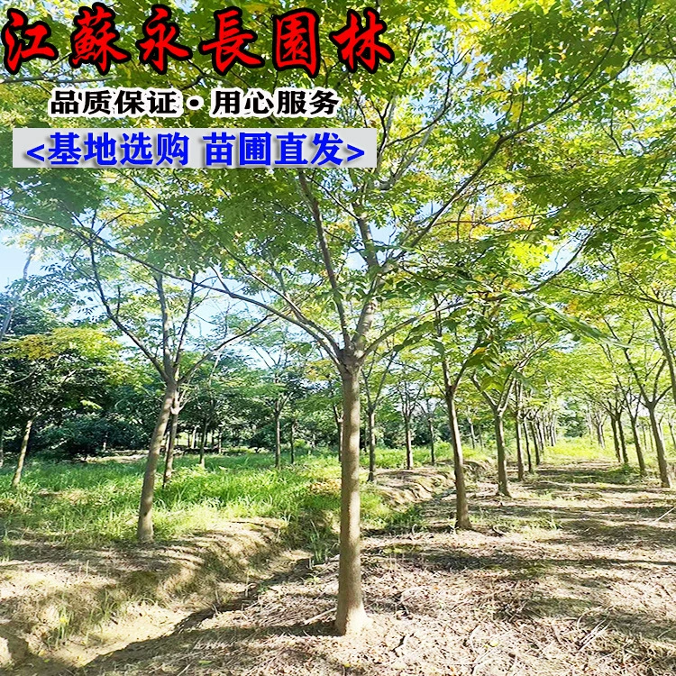 Оптовая продажа собственных рассады локуса, четырехсезонных вечнозеленых цветочных живописных изгородей, полная спецификация рассады локуса