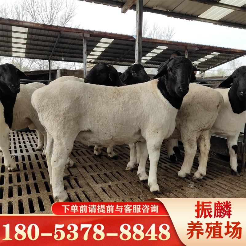 改良肉绵羊羊羔出售 杜泊绵羊和小尾寒羊那个出肉高 长势快