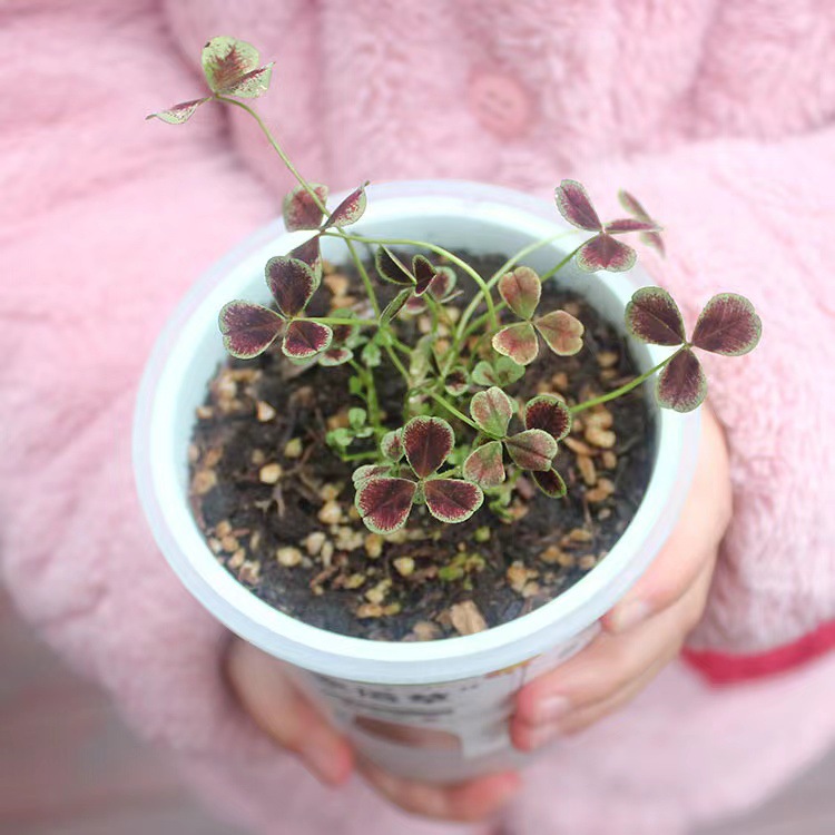 ׶԰ͯDIYֲѧƷ̲豭Ʒ