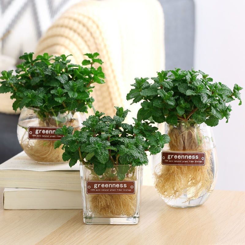 Mint Potted Hydroponic Plants Indoor Water Culture Office Desktop Florals and Green Plants Mosquito Repellent Mint Leaves Edible