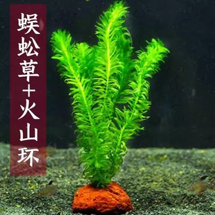 ����ˮ��ֲ���B���~�ݸ׃�ˮ�Gֲ�����B�~�G���~���쾰��ˮ��