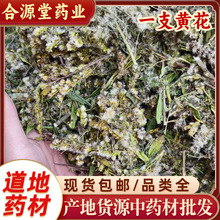 野生一枝黄花条子 蛇头王金锁匙黄花草 舌头王百草根一枝黄花