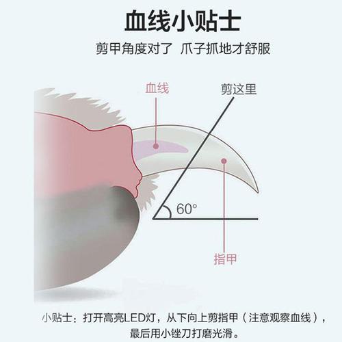 Pet nail clipper round head with nail polisher cat nail clipper dog grooming nail clipper LED light cat nail clipper