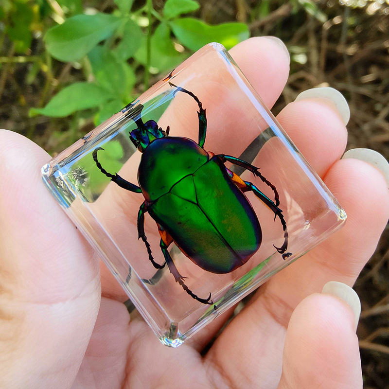 브라운애플그린입술꽃딱정벌레 80%