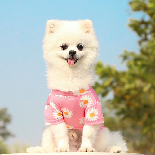 Dogs and cats clothes spring, summer and autumn new style for travel pet supplies teddy bear poodle small medium dog daisy internet celebrity 