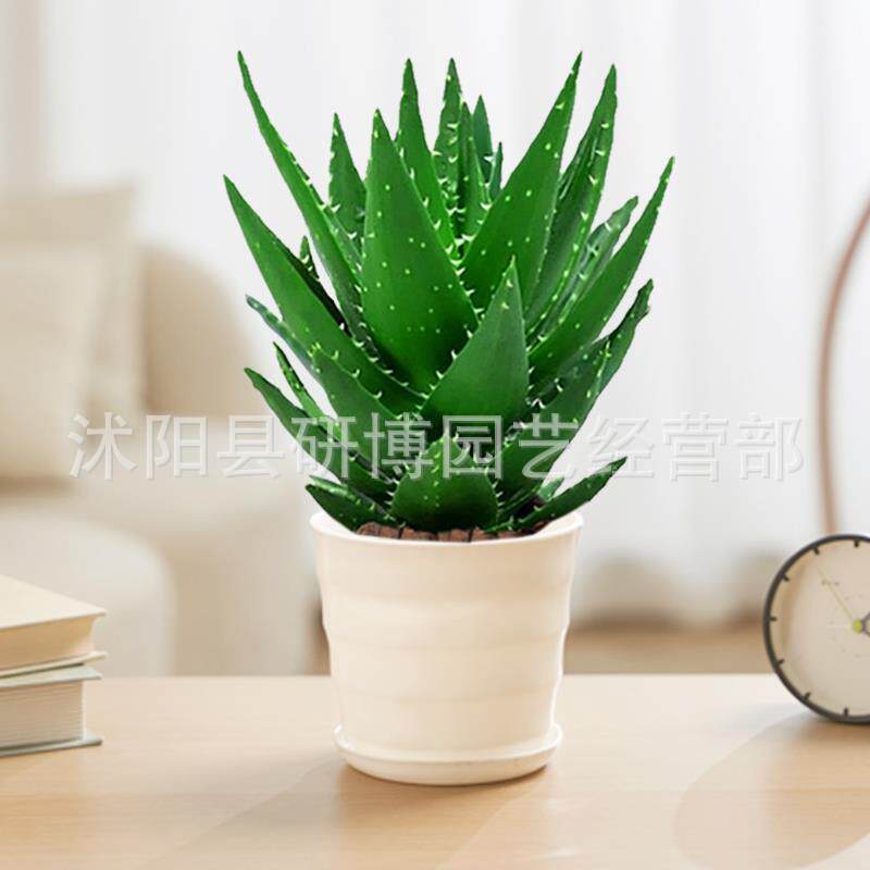 Curacao Aloe Vera sala de macetas belleza irrigación piel verde escritorio de oficina carne ciudad que nunca duerme Aloe Vera flores cactus