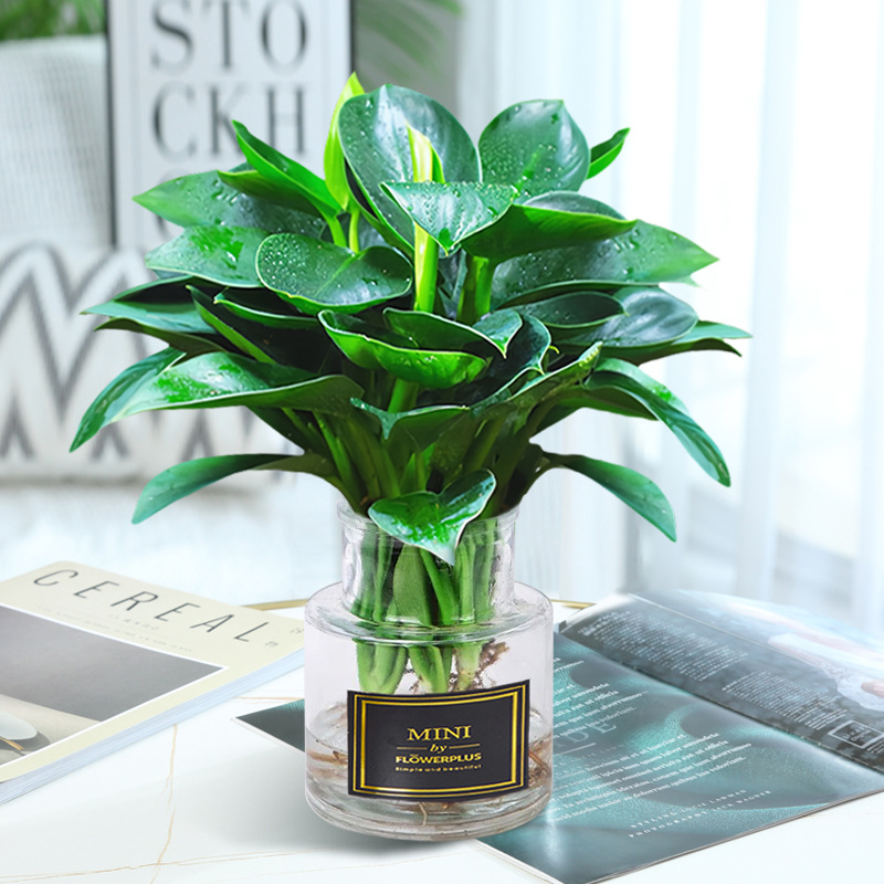 골든 다이아몬드 3개(목이 높은 투명 유리병) + 크리스탈 머드 + 영양액 [수경재배 핫모델]