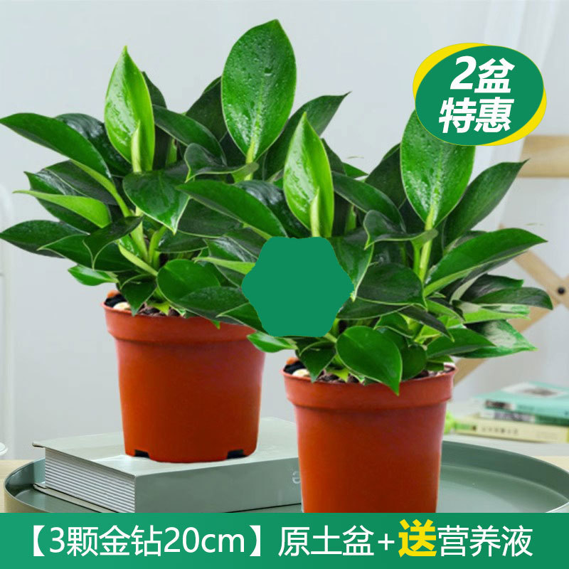 逸品の金ドリルの鉢植えの植物の緑の王女の水培緑植はホルムアルデヒドを除いて放射を防ぐ室内の多肉の四季がよく養います。|undefined