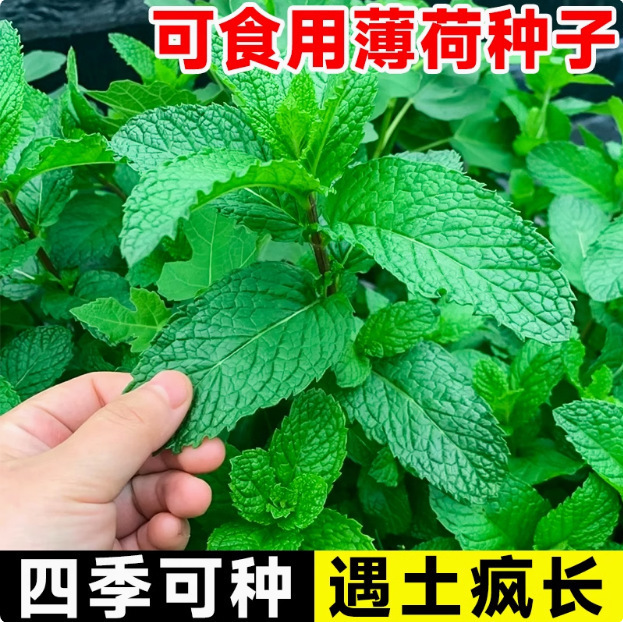 Edible Mint Seeds Spearmint Lemon Seedlings Catnip Four-Season Sowing Indoor Balcony Potted Flower Seeds