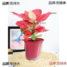 �����Ԅ�������͸���A�Α��˻�����ˮ�Ӻ��p�Ӄ�ˮ��ˮ��G�}ˮ��