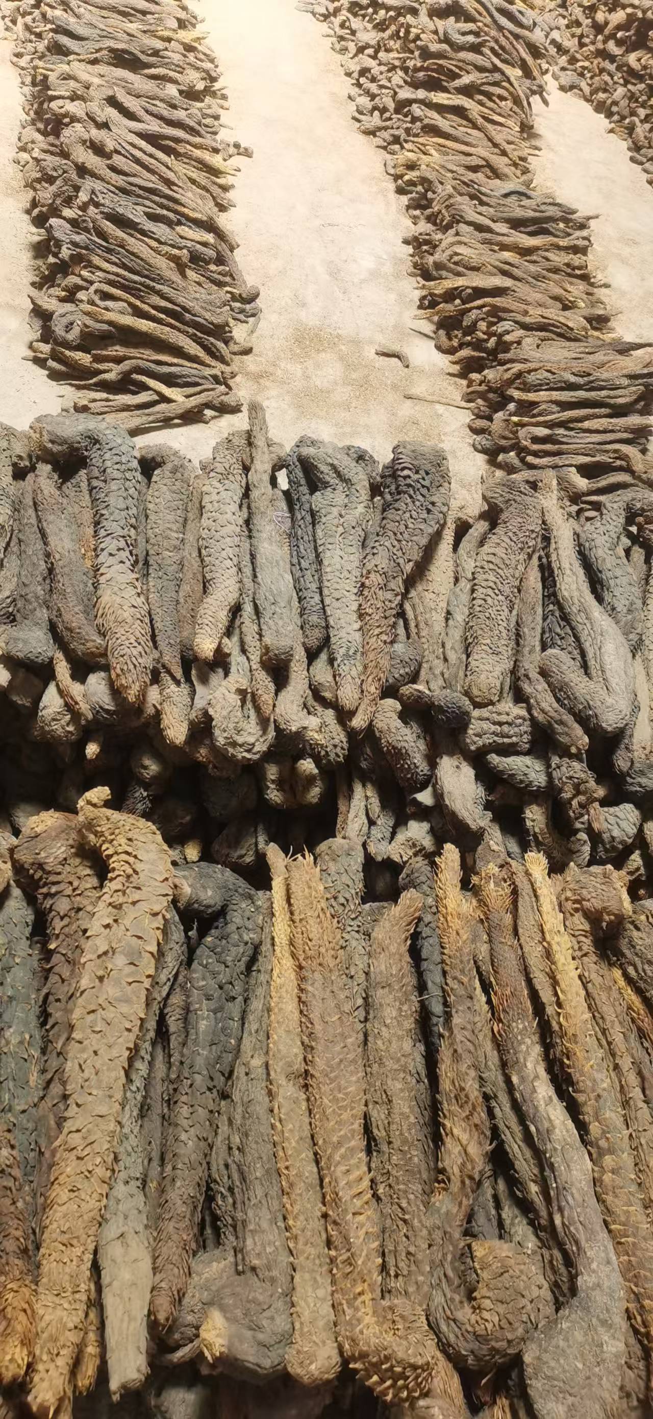 Dried Cistanche Deserticola Root Whole Stick 100g Rou Cong Rong for Herbal Wine and Soup preparation