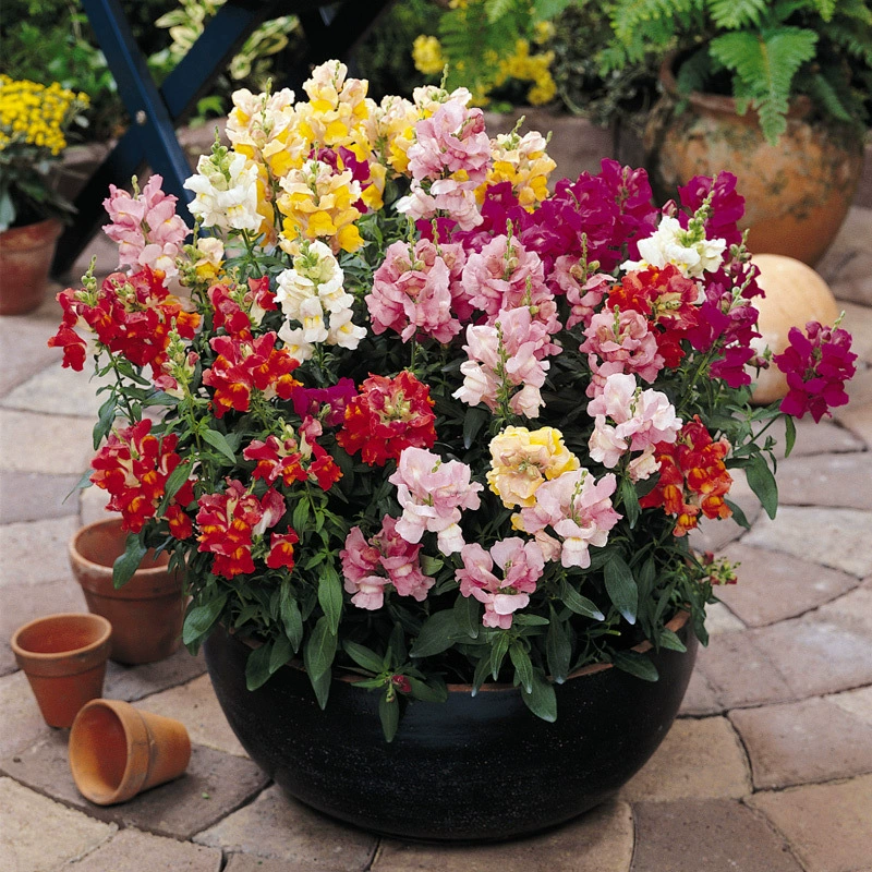 Snapdragon цветок рассада Кран Цветок Семена балкон цветочное растение легко жить Пейзаж Открытый цветочное растение