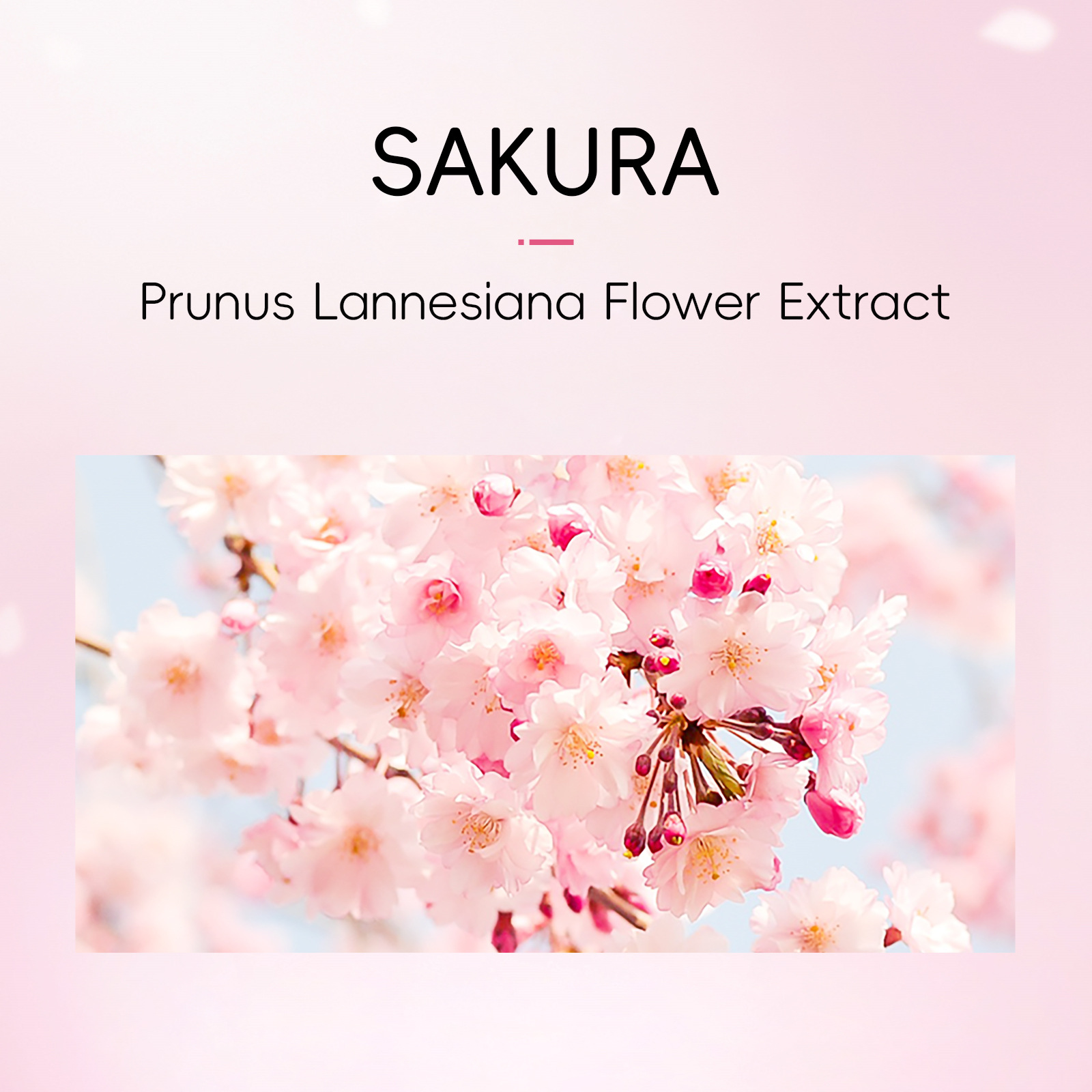 Cross-border LAIKOU Sakura Eye Mask 50 pieces - Wholesale of eye care products for moisturizing and hydrating around the eyes undefined