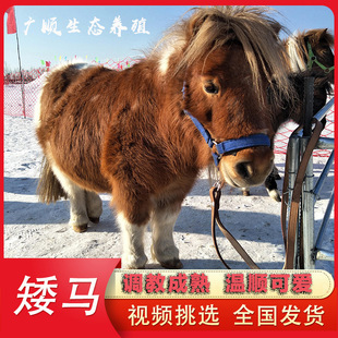 设特兰矮马活体迷你小矮马景区儿童骑乘设特兰矮马迷你宝莉矮脚马-阿里巴巴