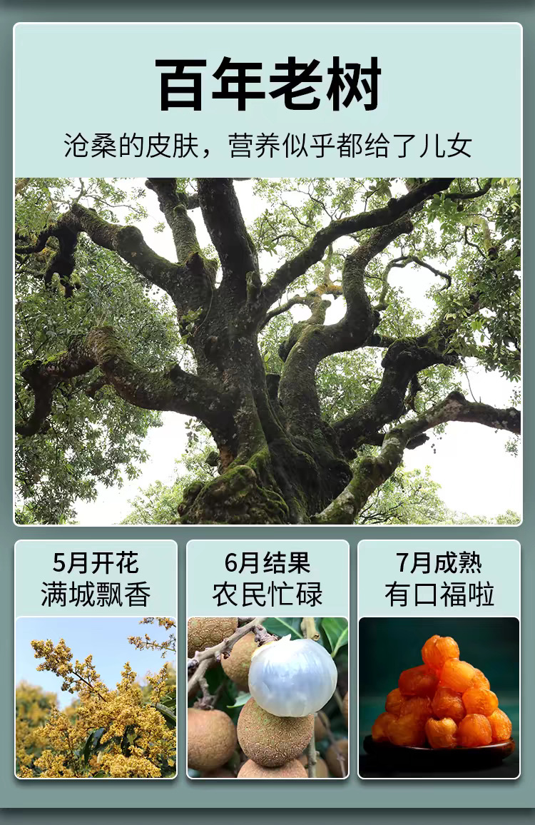 Dried Longan Fruit Meat Yuan Rou Seedless Old Tree Gaozhou 1000g Herbal Tea and Soup Ingredient overview