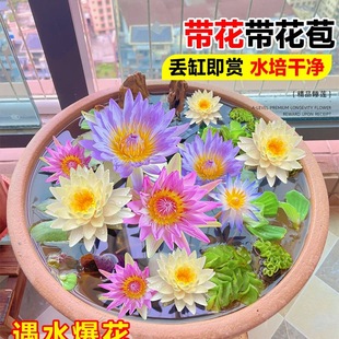 ˯ɏˮ��ֲ������K���~�ןo��ˮ�B��ɏ�ɻ�������ļ��_������