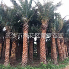 出售海藻树 银海藻树 中东海藻树 高杆海藻 海藻树木 树苗 批发