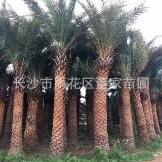 出售海藻树 银海藻树 中东海藻树 高杆海藻 海藻树木 树苗 批发