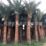 高杆中东树木树苗树