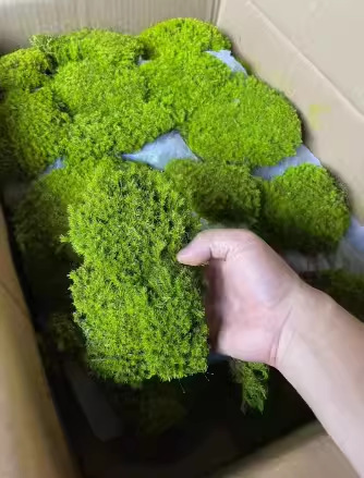 模擬緑の植物、チキンクレバー、偽カエデの風景、ショーウィンドウ、ショッピングモール、ティールームの窓、植物装飾セットの組み合わせ|undefined