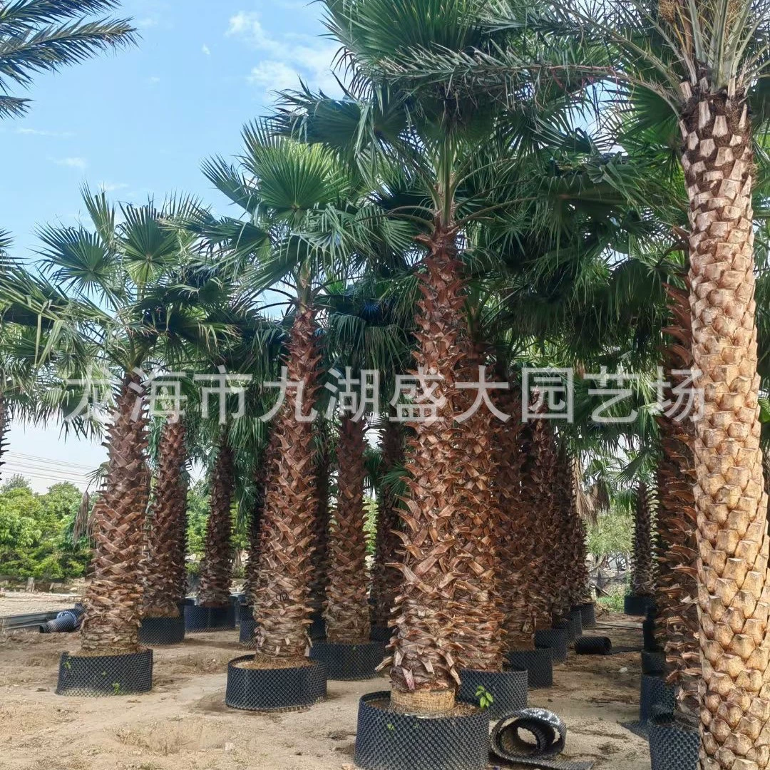 Цитата старика из Чжэцзяна, пальма из Цзянсу, пальма из Вашингтона, пальма из Цзянси, цена старика из Шанхая, оптовая продажа в Хуазоу
