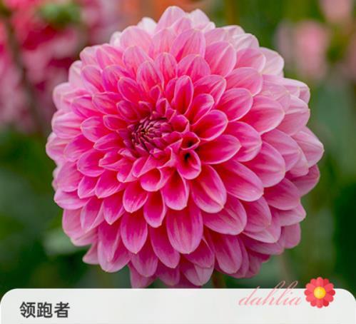 リーダー15