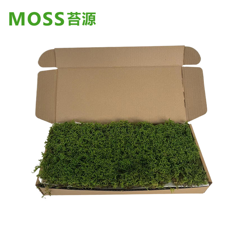 Musgo inmortal pelo blanco musgo gris grande planta verde pared flor seca Fondo pared planta pared musgo fuente