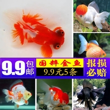 ?~^p~~~~С͵ˮ^p~ˮw~mС~