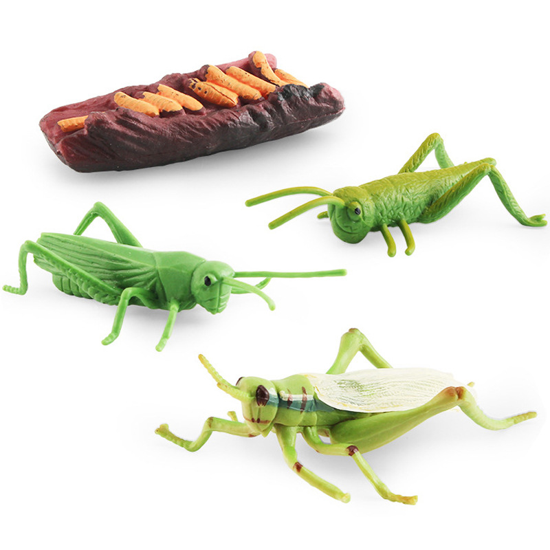 Simulación modelo animal juguete Caracol libélula mosquito saltamontes ciclo de crecimiento etapa vida cognitiva estática adornos