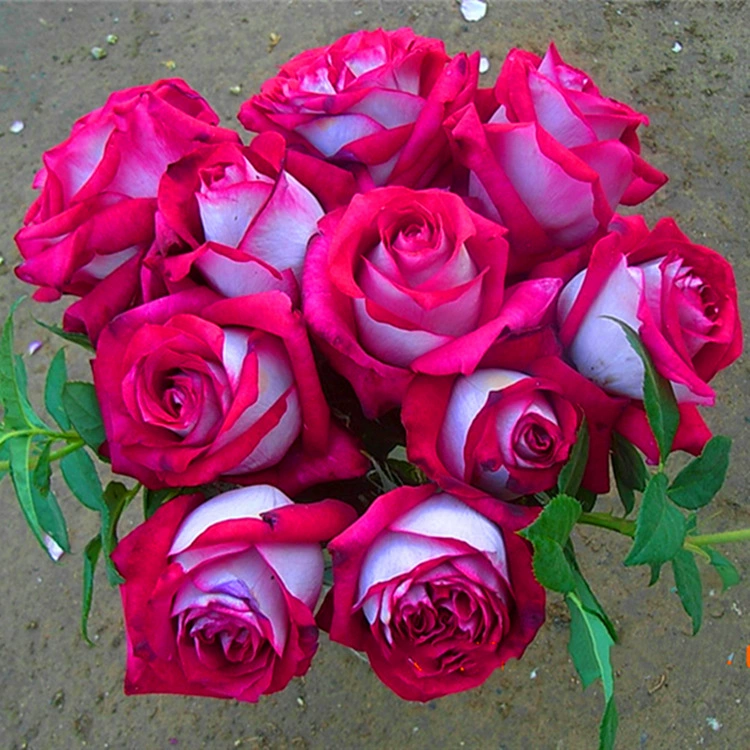 Моника Беллуччи, розовые саженцы, цветущие розы, цветы в горшках, вьющиеся растения, саженцы, зеленые растения