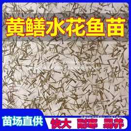 黄鳝水花鱼苗稻田野生大黄鳝盘龙鳝长尾鱼鳝鱼苗耐寒易活中国