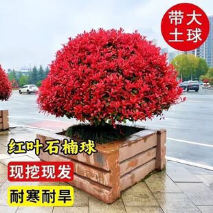 (���ԬF��)�t�~ʯ���ͥԺ���̾G����ľ�Gֲ�A�����ļ���������