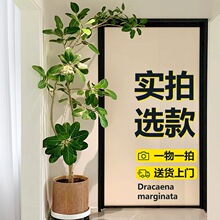 孟加拉榕树绿植室内大型客厅植物黄金榕高山榕高级感盆栽橡皮树无