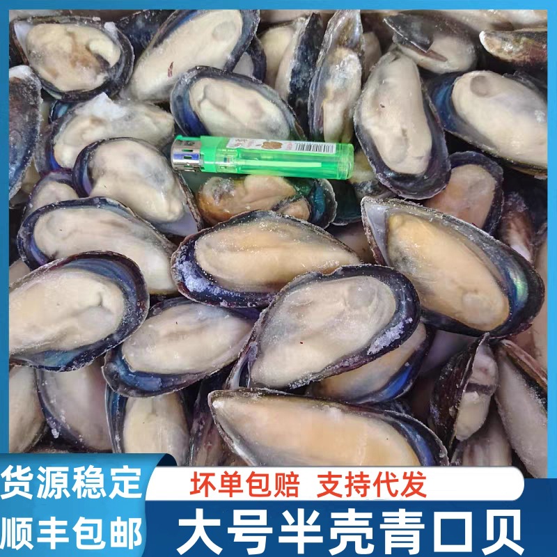 半壳青口贝批发半壳蓝口贝半壳贝餐厅火锅烧烤自助餐厅商用兰口贝